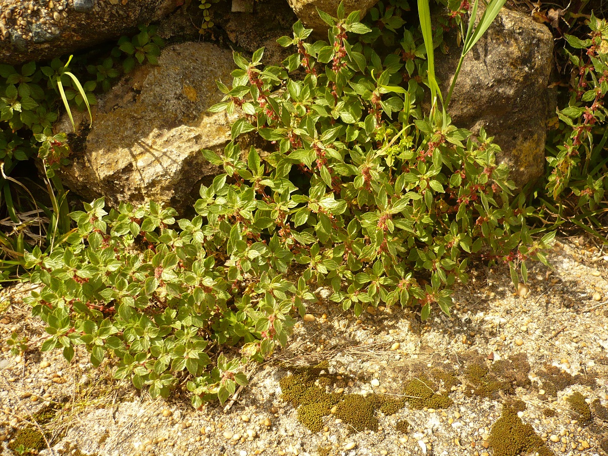 Parietaria judaica (Urticaceae)